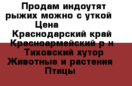 Продам индоутят рыжих,можно с уткой. › Цена ­ 1 000 - Краснодарский край, Красноармейский р-н, Тиховский хутор Животные и растения » Птицы   